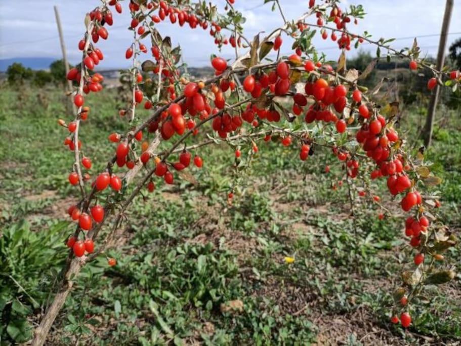 Quinta Da Estima Villa Dous Portos Dış mekan fotoğraf